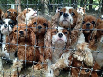 108 Abused Dogs Get Rescued From Breeding Farm