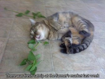 These Cats Have Taken Their Catnip Problem Way Too Far