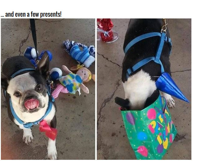 This Dying Dog Got A Farewell Party