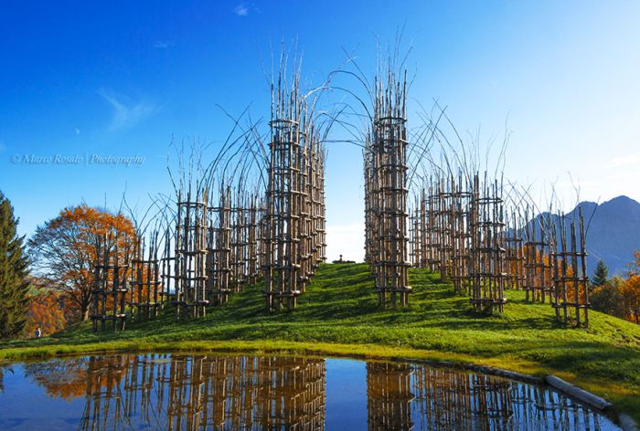 These Living Trees Come Together To Make A Beautiful Cathedral