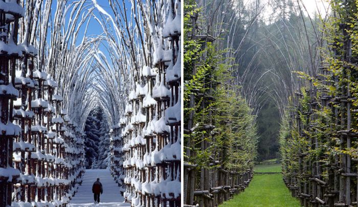 These Living Trees Come Together To Make A Beautiful Cathedral