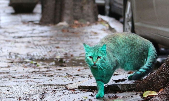 Bulgaria Has A Green Stray Cat Wandering The Streets