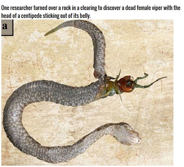 You Won't Believe What Was Found In This Snake's Stomach