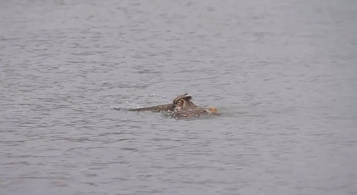 Did You Know That Owls Can Swim Too?