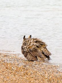 Did You Know That Owls Can Swim Too?