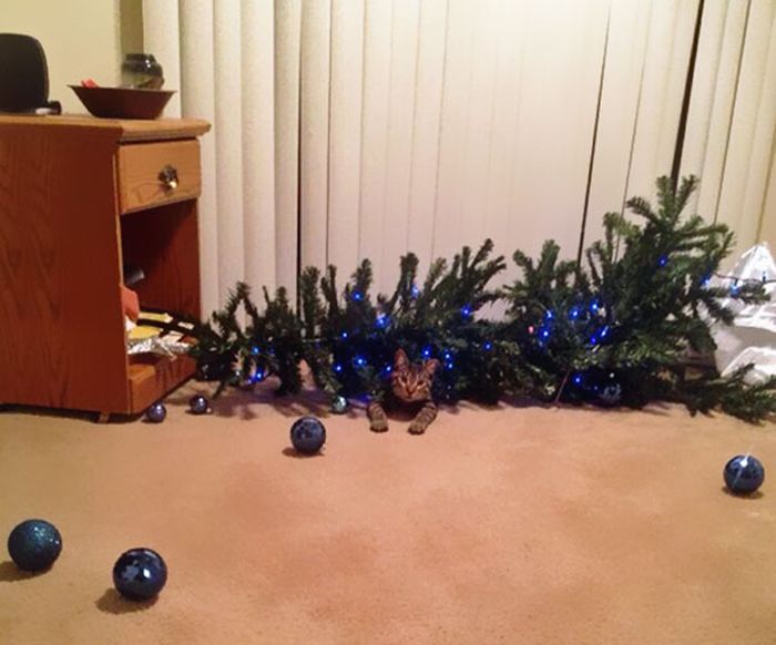 These Dogs And Cats Are Trying To Ruin Christmas