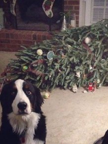 These Dogs And Cats Are Trying To Ruin Christmas