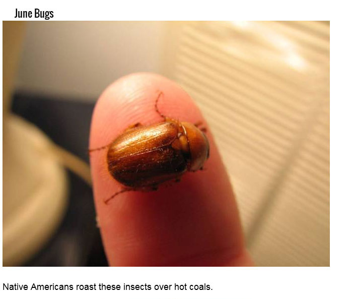 Just Because You Can Eat These 15 Insects Doesn't Mean You Should