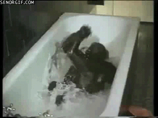 Animals taking baths