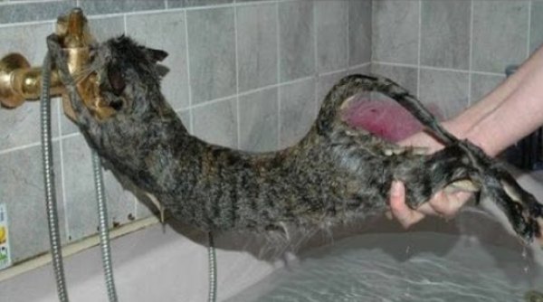 Animals taking baths