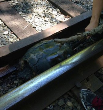 Turtle Gets Rescued From Railroad Tracks