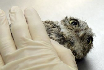 This Is What It Looks Like When An Owl Does Acupuncture