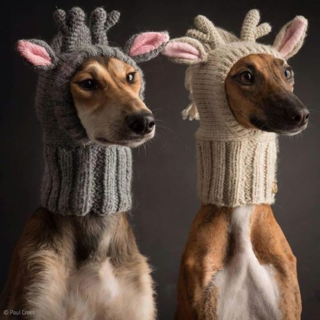 These Animals Just Want To Stay Warm This Winter