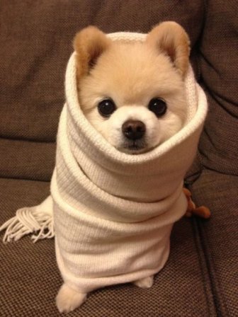 These Animals Just Want To Stay Warm This Winter