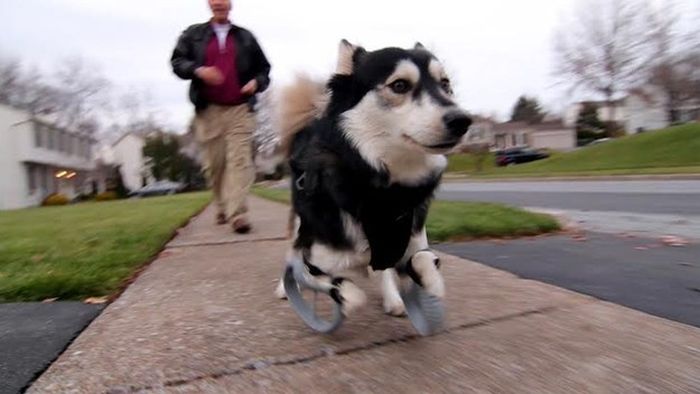 Thanks To 3D Printing This Dog Can Walk Again