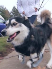 Thanks To 3D Printing This Dog Can Walk Again