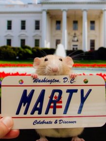 Hang Out With Marty The Mouse At The Marty Mouse House