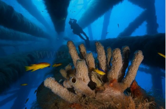 Amazing Artificial Reefs. Part 2 , part 2