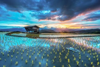 Rice Fields Look Amazing Through A Bird's Eye View