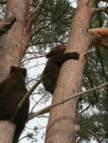 Bear Cubs Love People 