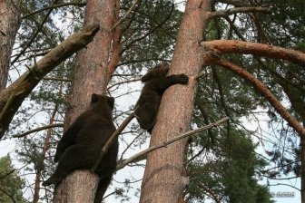 Bear Cubs Love People 