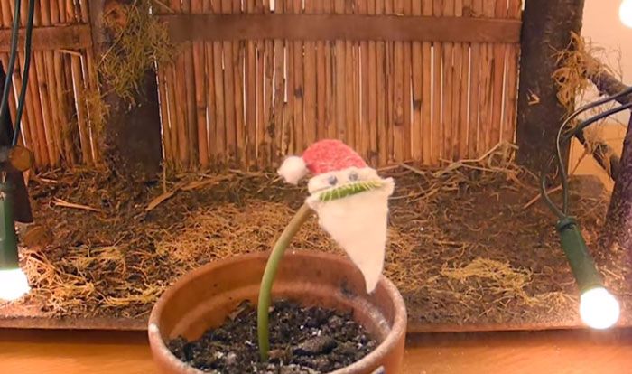 This Venus Flytrap Wants To Wish You A Merry Christmas