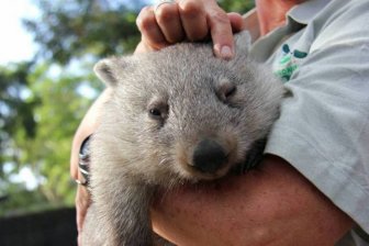 Wombat Chloe Learns To Live With Humans