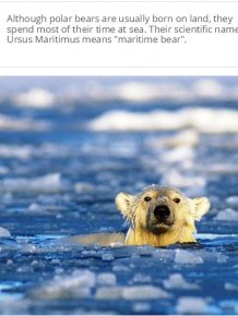 Facts You Probably Don't Know About Polar Bears