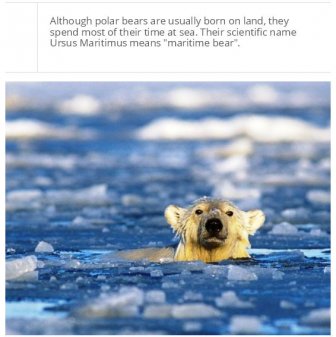 Facts You Probably Don't Know About Polar Bears