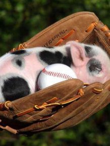 Proof That Pigs Make The Coolest Pets