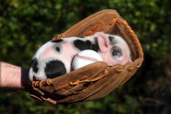 Proof That Pigs Make The Coolest Pets