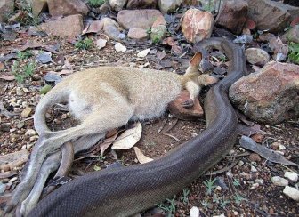 Python Swallows A Wallaby Whole
