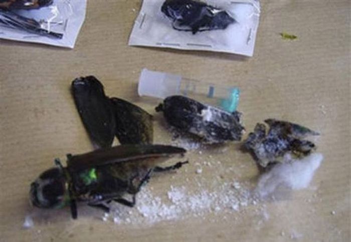 What It Looks Like When Drug Smugglers Get Creative