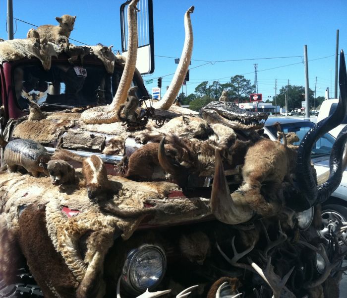 This Entire Truck Is Covered With Dead Animals