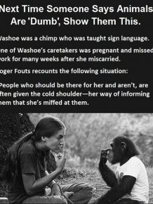 They Told This Chimp They Lost Her Baby, You Won't Believe Her Reaction