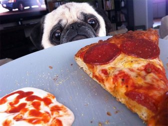 If You Have Food There's Got To Be A Pug Close By