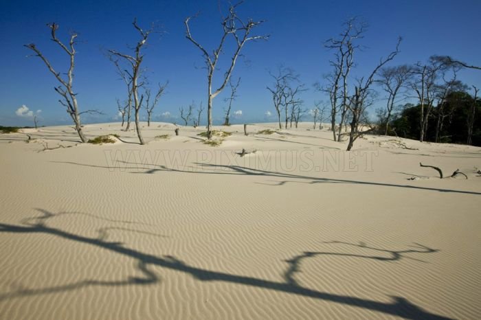 Brazil Dunes 