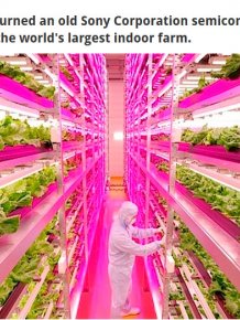 This Japanese Scientist Has Created An Amazing Indoor Farm