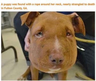 Someone Did Something Terrible To This Puppy, Luckily She Survived