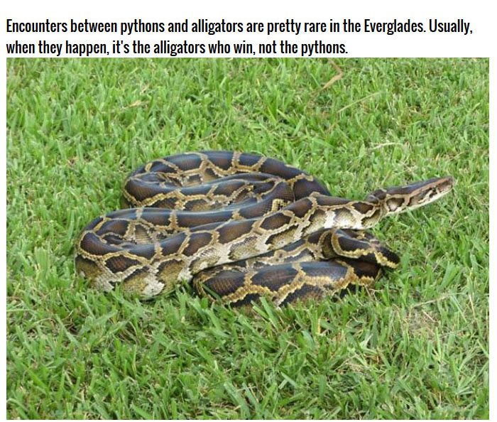 This Burmese Python Tried To Eat An Alligator But It Didn't End Well