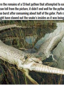 This Burmese Python Tried To Eat An Alligator But It Didn't End Well