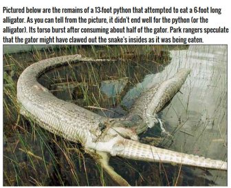 This Burmese Python Tried To Eat An Alligator But It Didn't End Well