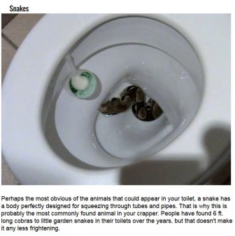 Creatures In A Toilet