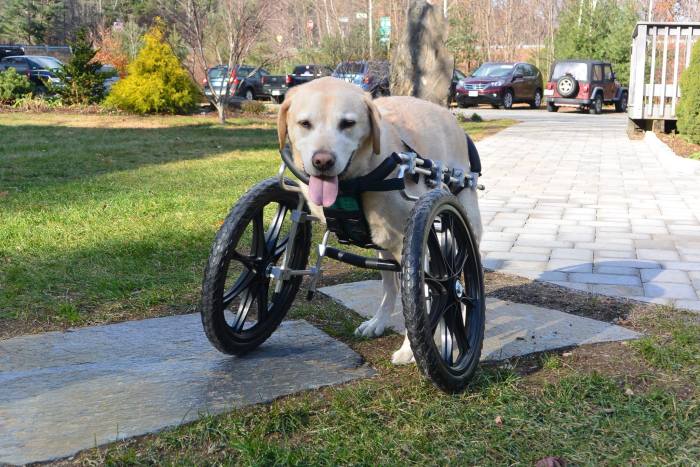 These Dogs In Wheelchairs Are The Cutest Thing You'll See Today