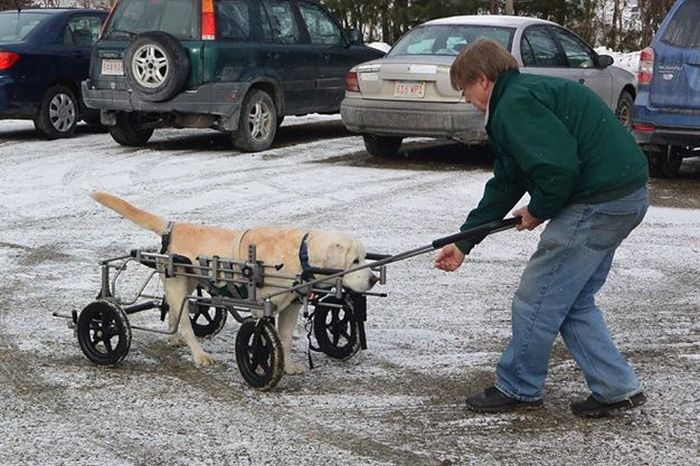 These Dogs In Wheelchairs Are The Cutest Thing You'll See Today
