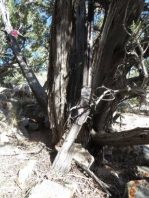 Mysterious Old Winchester Rifle Found In Nevada Park