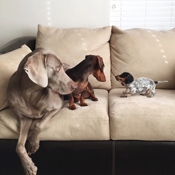 Harlow And Indiana Add A New Puppy To Their Doggie Duo
