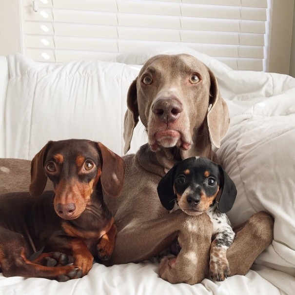 Harlow And Indiana Add A New Puppy To Their Doggie Duo