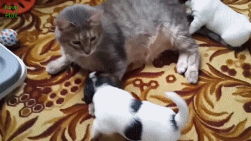 Daily GIFs Mix, part 631