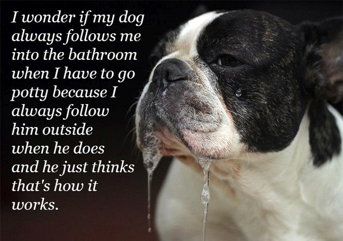 Funny Quotes Over Pictures Of Drooling Animals